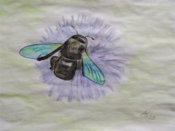 Drawn Pictures